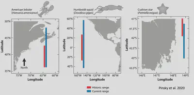 Three maps showing range shifts of American lobster, Humboldt squid, and Cushion star